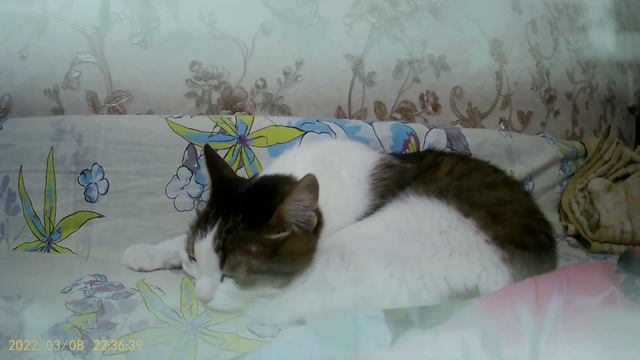 музыка для сна #кот #котёнок #котик #мур #музыка #музыкадлясна #cat #music #8k смотреть онлайн