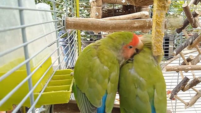 Попугаи в оранжереи| неразлучники| умные попугаи. смотреть онлайн