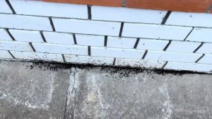 ШОК 😳 Муравьи атакуют дом!