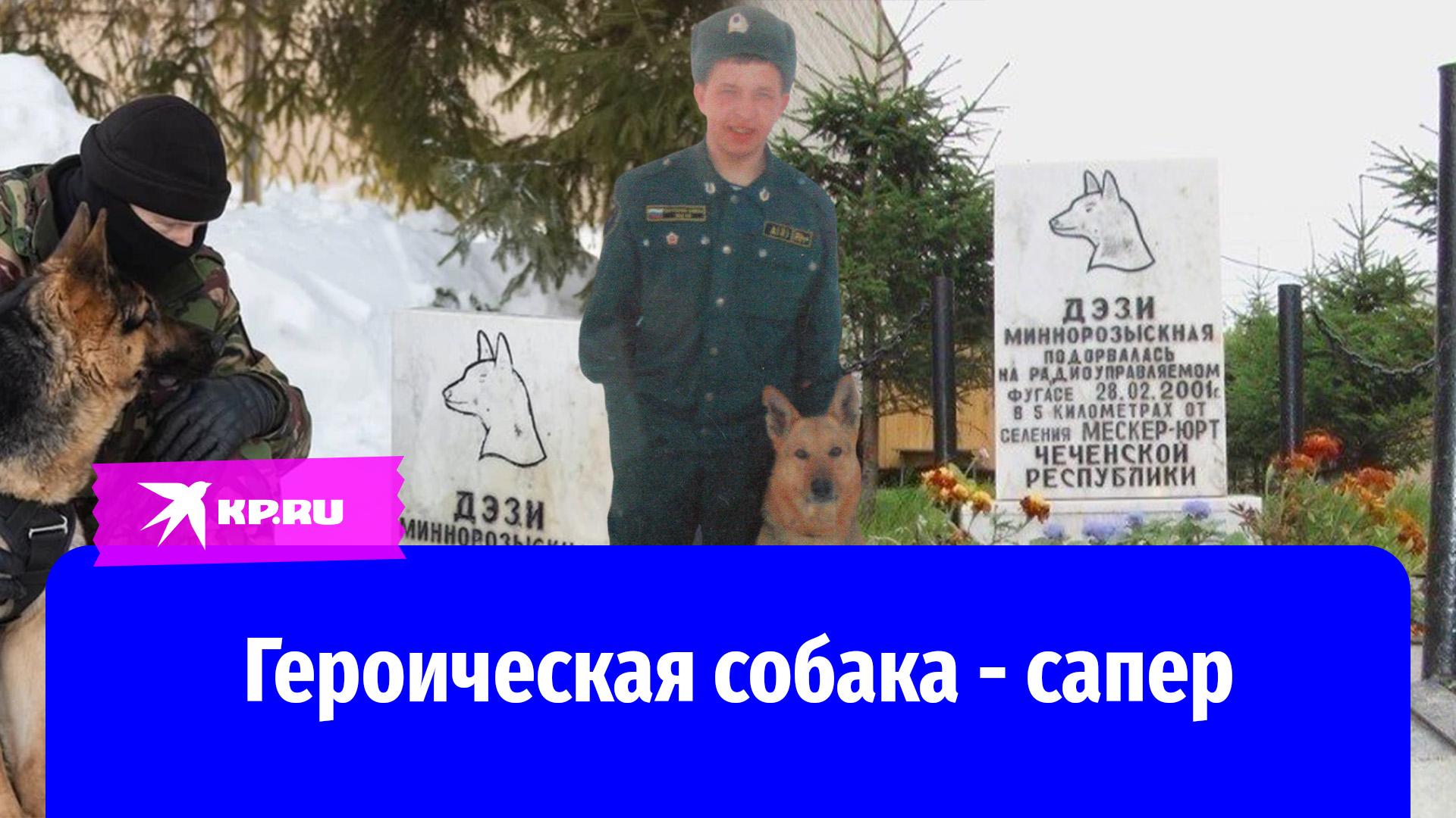 Героическая собака-сапер: история овчарки Дэзи, которая спасла хозяина и подорвалась на мине