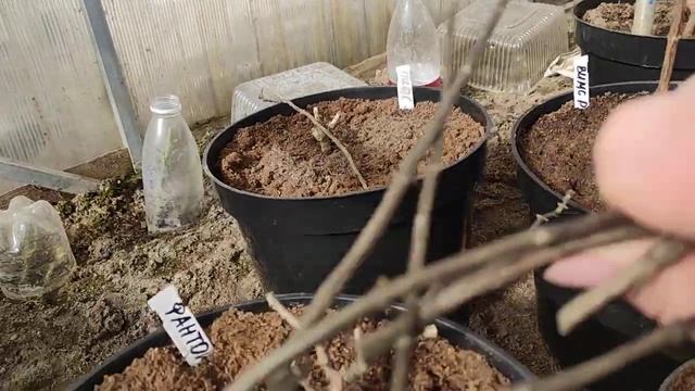 Об обрезке метельчатых  гортензий ??Почему я их подращиваю в горшках смотреть онлайн