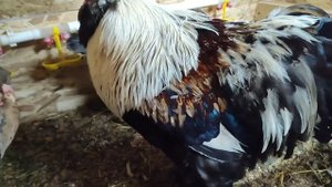 Бройлер Росс 308(или Кобб 500?)