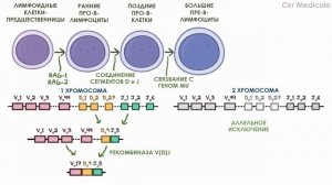 Развитие В-клеток/В-лимфоцитов