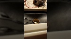 басс тест динамиков из колонок Genius SP-205B.