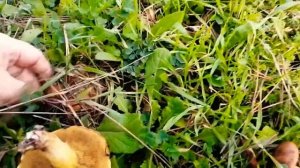 ❤️Анапа?Собираем грибы в ноябре?"маслята  вкуснейшие" ??