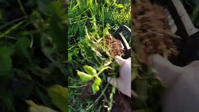 Тест металлоискателя "Quest-X5" смотреть онлайн