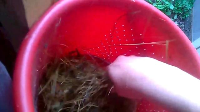 Набивка грибного блока сеном и засев мицелия смотреть онлайн