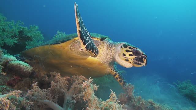 Красное море в моем сердце