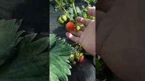 Клубника сорт Полка