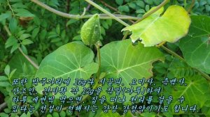 하루 세번씩 먹으면 집을 떠나 천리를 걸을 수 있는 신비의 약초