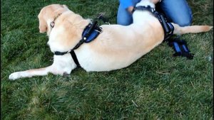 Шлейка поддержка для пожилых, больных собак PetSafe Solvit CareLift