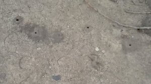 Подземные пчелы