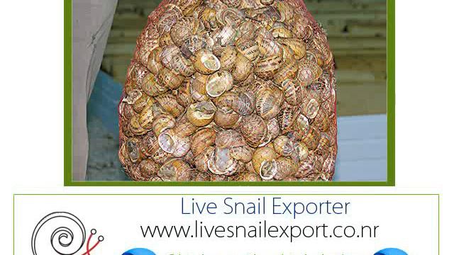 Импортер Экспортер оптовая торговля поставщики улитка Helix aspersa смотреть онлайн