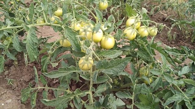 Қызанақ өсіру. Қызанақтарым осылай өсуде. смотреть онлайн