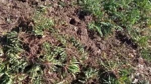 Заготовка корня Одуванчика