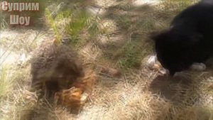 КОШКИ В ДЕЛЕ! Коты и Кошки Против ЗМЕИ, Лисы, Крокодила, Медведя, Птиц