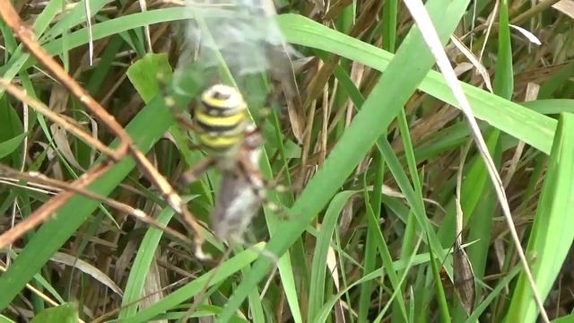 Паук плетет паутину перед камерой как паук начинает плести паутину смотреть онлайн