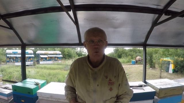 Подсадка маток другой породы Как подсаживать матку в клеточке Дочка украинской степной удивила