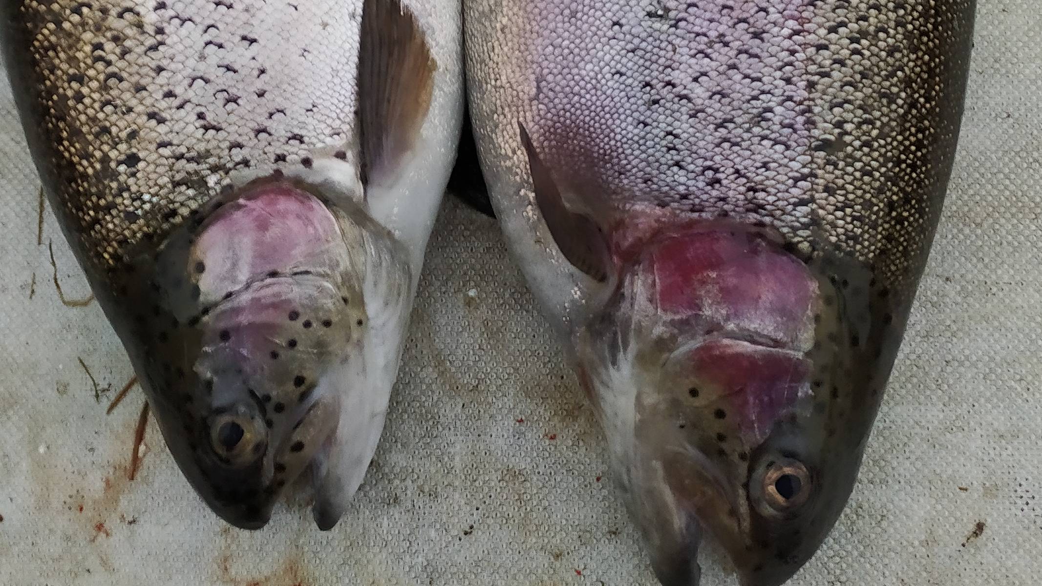 МИСАЙЛОВО TROUT.  Форель в октябрьскую стужу.mp4