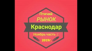 Птичий рынок Краснодар часть 2 (03.11.2019г.)