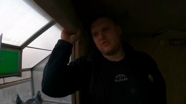 PAROWANIE gołębi ? Odpowiedzi na pytania widzów ? Ciężkie czasy ?? Zbigniew Rodak PZHGP Szczecin смотреть онлайн