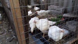 чем обработать раны у бройлеров ?!