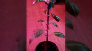 Как я выращивают фуксию на штамбе очень просто и быстро !!!???