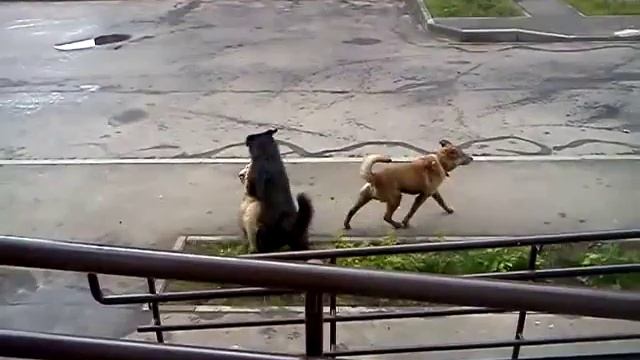 Стая собак в Рыбном на ул. Крымской смотреть онлайн