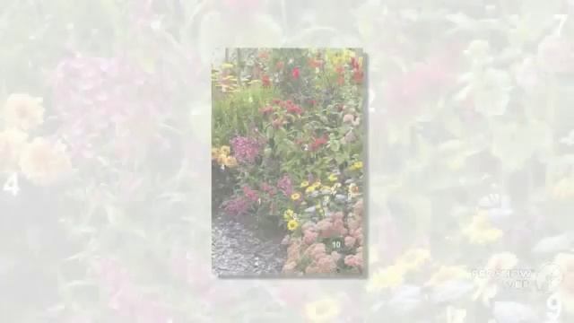 Heliopsis - garden plants смотреть онлайн