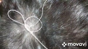 Как удалить клеща с помощью нитки.