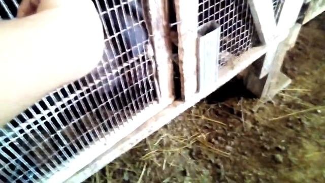 Бункерные кормушки//Кролики и окролы//Гранулы для кроликов