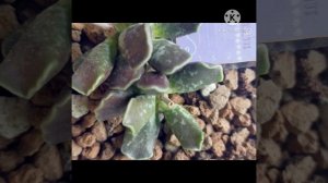 my humble adromischus collection | hoping for more blessings