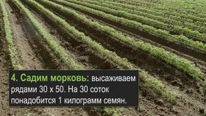 Бизнес на моркови - 7 этапов дела