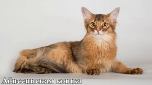 САМЫЕ КРАСИВЫЕ ПОРОДЫ КОШЕК