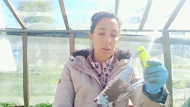 Высадка Альбион и Мурано. 370 саженцев из 1500. Май 2023г. смотреть онлайн