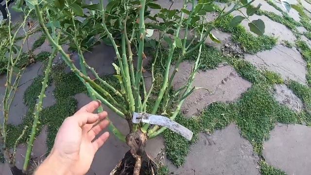 Саженцы роз для доращивания. Как они развиваются. смотреть онлайн