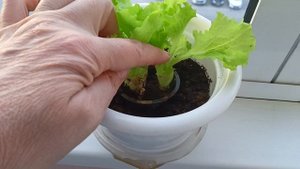 ЛИСТОВОЙ САЛАТ, ПРОДОЛЖАЕМ ВЫРАЩИВАТЬ