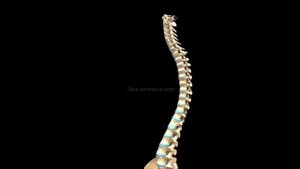 Скелет человека и его связочный аппарат 3D