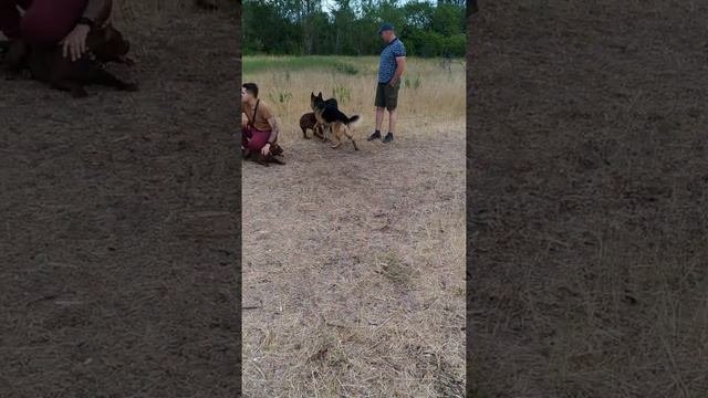 Американский Питбуль терьер.Молодой Питбуль Vs Овчарка