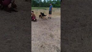 Американский Питбуль терьер.Молодой Питбуль vs Овчарка