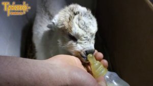 Первое кормление новорожденного козленка