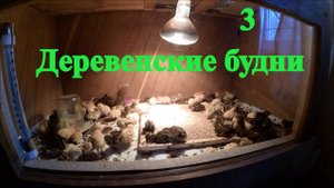 Деревенские будни  3 //  Перепелинная армия // Жизнь в деревне
