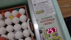 Декалб Уран ( закладка ИЯ новой несушки в Матрицу Вегас