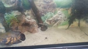 Астронотус в 200 литровом аквариуме. С первым годом жизни и возвращение в родной аквариум