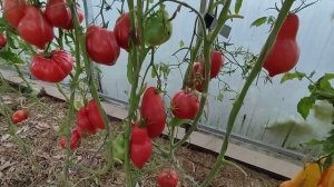 Сорт томата -Томочка