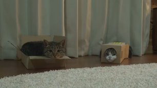 Мару и Хана расслабляются в любимых коробках