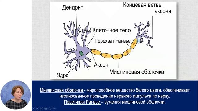 Биология, 8-й класс, Жизненно важные системы органов координации и регуляции у человека... смотреть онлайн