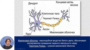 Биология, 8-й класс, Жизненно важные системы органов координации и регуляции у человека...