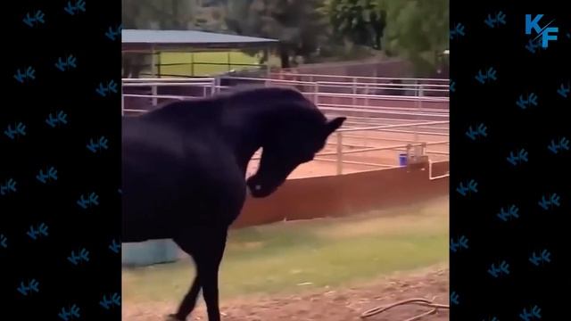 Лошадь в деле. Лошадь против людей, быка, собак, крокодила. Битвы лошадей снятые на камеру. смотреть онлайн