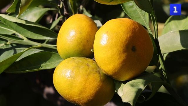 Зимнее солнце: в Сочи собирают урожай мандаринов